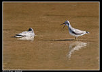 IMG_2735_I
