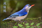 IMG_3175 絨額鳾
