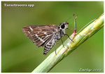 IMG_1728 果洲弄 (細度) Taractrocera spp
