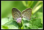 IMG_1890酢醬交尾