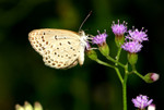 IMG_4905酢醬灰蝶 crop