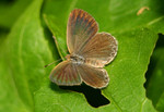 IMG_4930酢醬灰蝶-開翼 crop