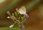 IMG_5562酢醬灰蝶 crop