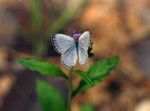IMG_5583酢醬灰蝶 crop