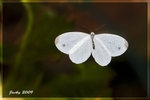 IMG_1132 纖粉FLYING