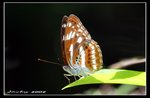 IMG_2209殘鍔線蛺蝶
