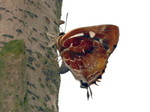 IMG_5924鐵木萊異灰蝶 crop