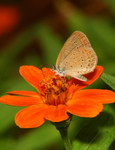 IMG_0058 毛眼灰與小橙花