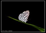 IMG_2670 蚜灰蝶