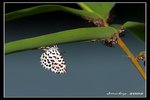 IMG_2935 蚜灰蝶,蚜蟲,瑪蟻的共生關係