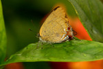 IMG_5728萊灰蝶