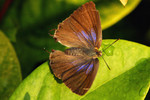 IMG_5737萊灰蝶開翼