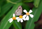 IMG_1883矍眼蝶 crop