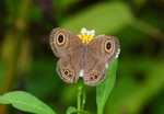 IMG_2069矍眼蝶 crop