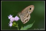 IMG_2914 矍眼上花