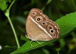 IMG_3792小眉眼蝶 crop