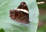 IMG_4173白帶黛眼蝶