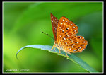 IMG_3312 波蜆蝶