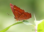 IMG_4314波蜆蝶