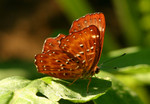 IMG_6105 光--波蜆蝶