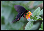 IMG_3858 麝鳳蝶-採花