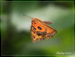 IMG_3313 美眼蛺飛翼面