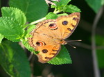 IMG_4293美眼蛺蝶 crop