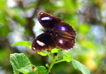 IMG_0672幻紫斑蛺蝶 crop