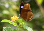 IMG_0674幻紫斑蛺蝶 crop