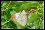 IMG_3060 鶴頂粉蝶