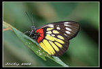 IMG_6566 報喜斑粉蝶