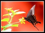 IMG_4896紅底巴黎