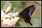 IMG_4956巴黎翠鳳03