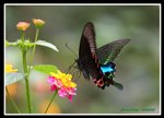 IMG_5386巴黎翠鳳採花