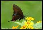 IMG_6675 巴黎翠.....