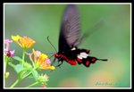 IMG_5509紅珠採花