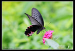 IMG_0178藍鳳採花