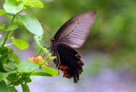 IMG_2103藍鳳蝶 crop
