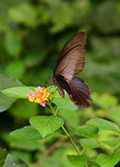 IMG_2106藍鳳蝶 crop