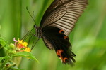 IMG_2129藍鳳蝶