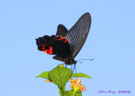 IMG_3753藍鳳蝶