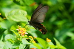 IMG_3894藍鳳蝶