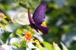 IMG_3895藍鳳蝶