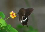 IMG_4300玉帶鳳蝶 crop