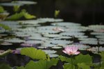 BT5Q6229