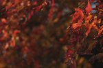red leaf BT5Q2870