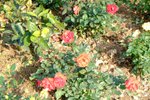 DSCF0046