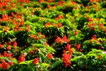 DSCF0052