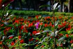 DSCF0053
