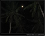 Moon between Palm trees